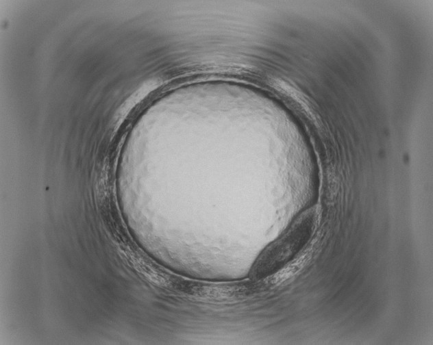 X0000062670875200601041007