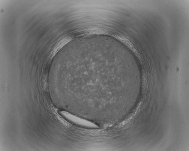 X0000062670889200601041007