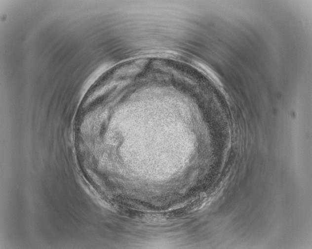 X0000062670907200601041006