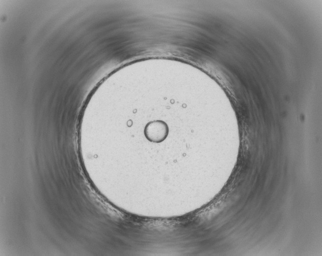 X0000062670950200601041006