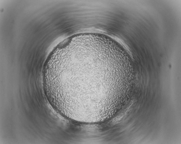 X0000062670998200601041005