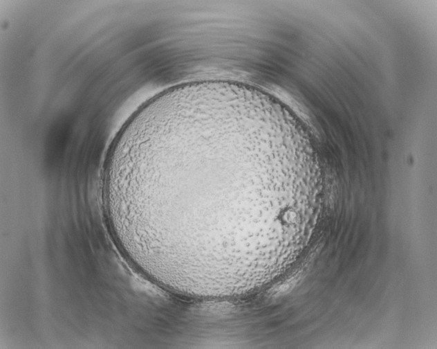 X0000062671094200601041003