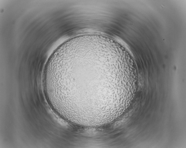 X0000062671098200601041003