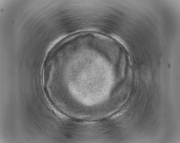 X0000062671127200601041002