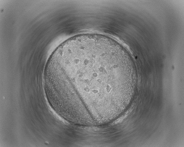 X0000062671239200601041001