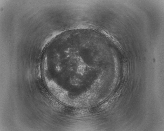 X0000062671262200601041000