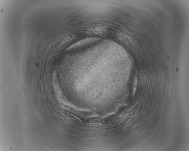 X0000062671297200601040959