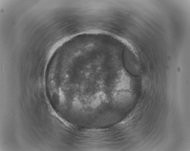 X0000062671327200601040959