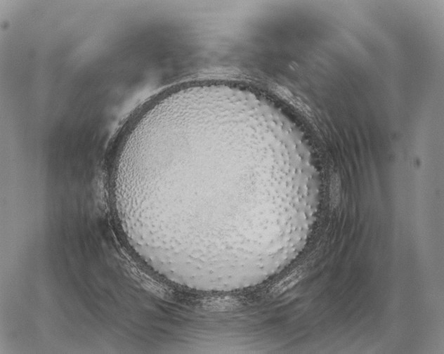 X0000062671454200601040957