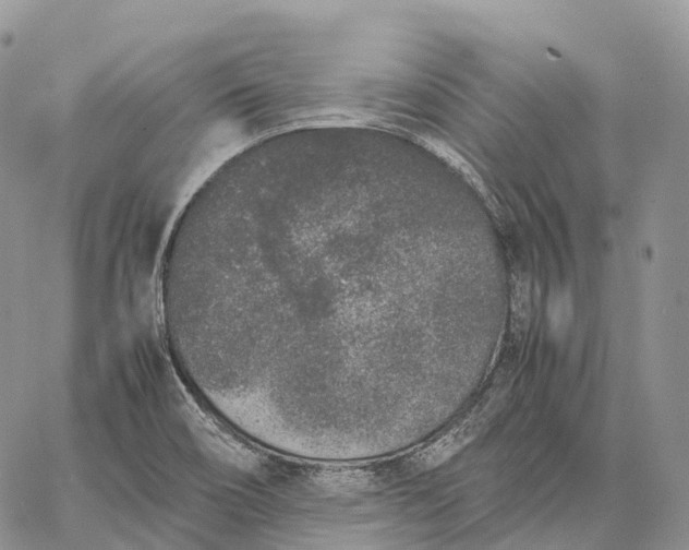 X0000062671466200601040957