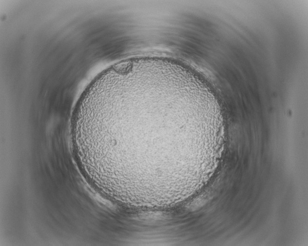 X0000062671470200601040957