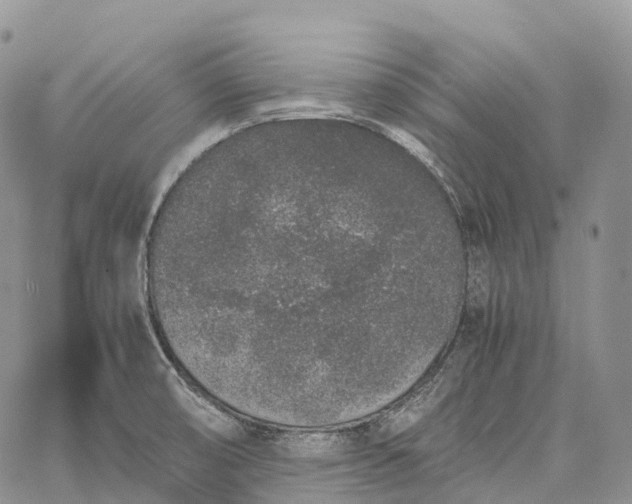 X0000062671474200601040957