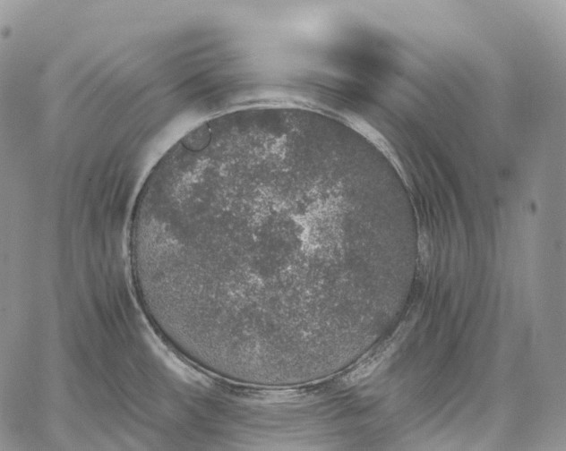 X0000062671482200601040957