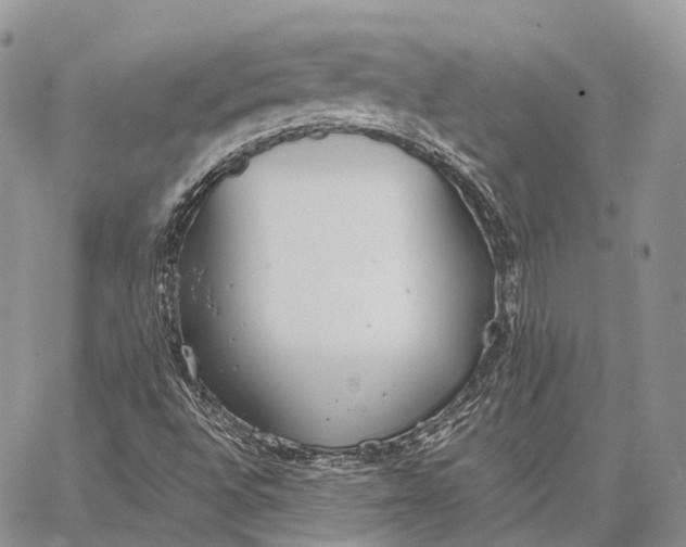 X0000062671496200601040956