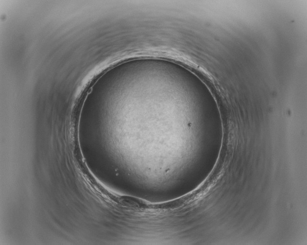 X0000062671506200601040956