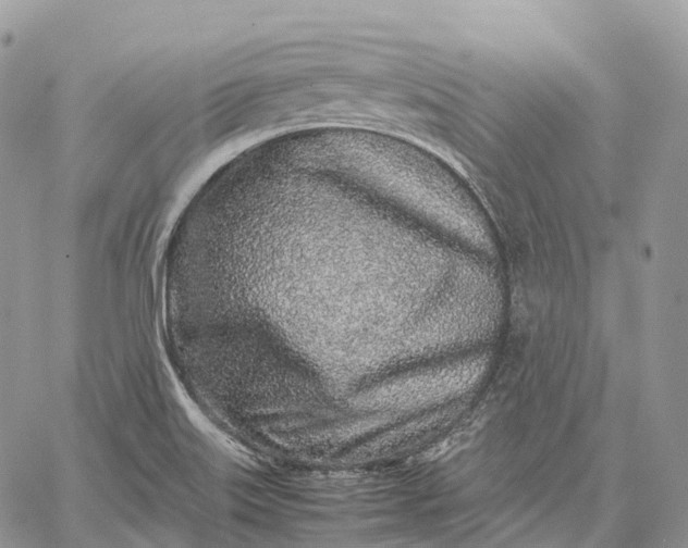 X0000062671515200601040956