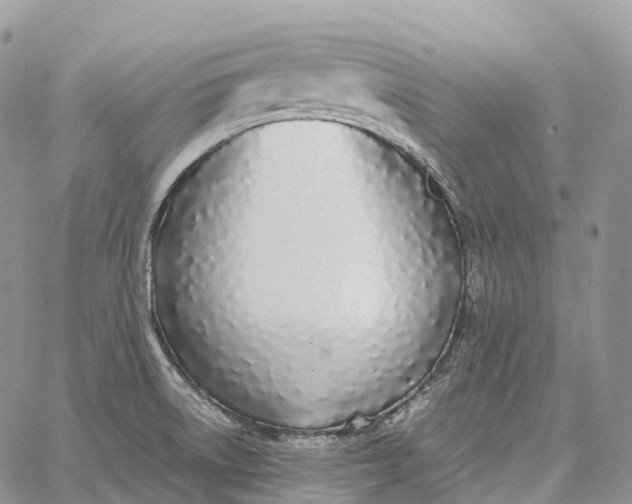 X0000062671522200601040956