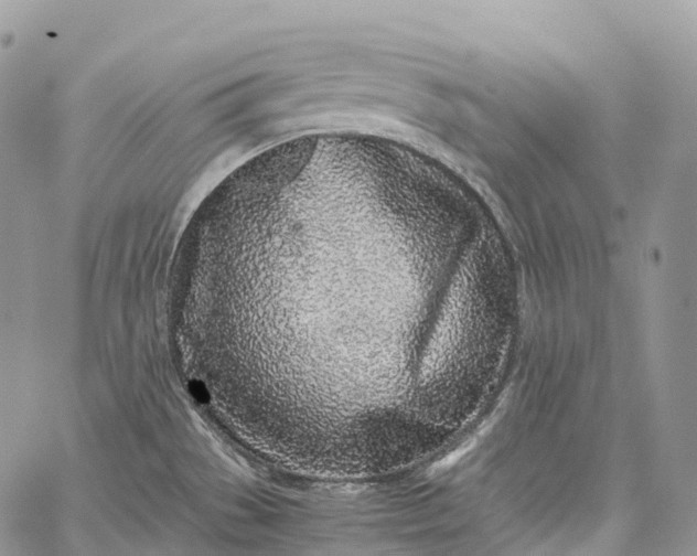 X0000062671529200601040956