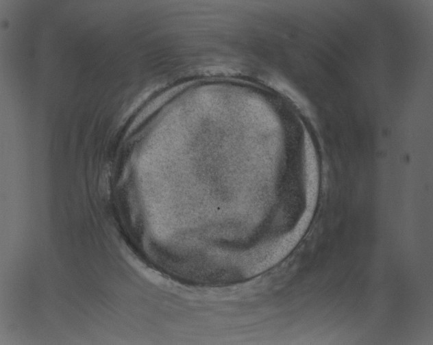 X0000062670009200601111256