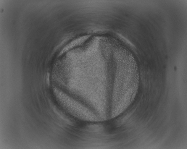 X0000062670067200601111255