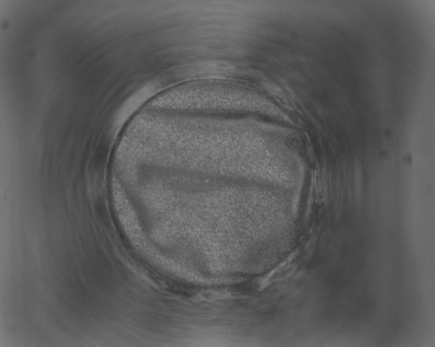 X0000062670099200601111254