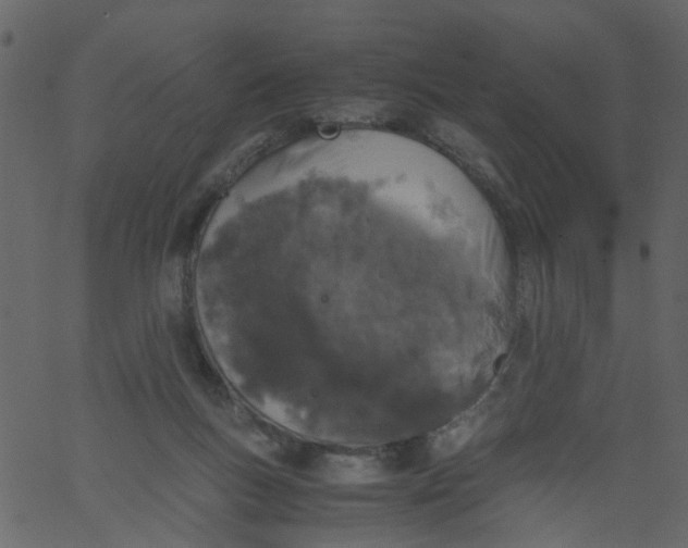 X0000062670167200601111253