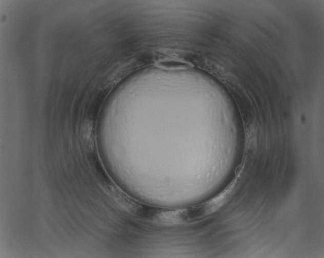 X0000062670178200601111253