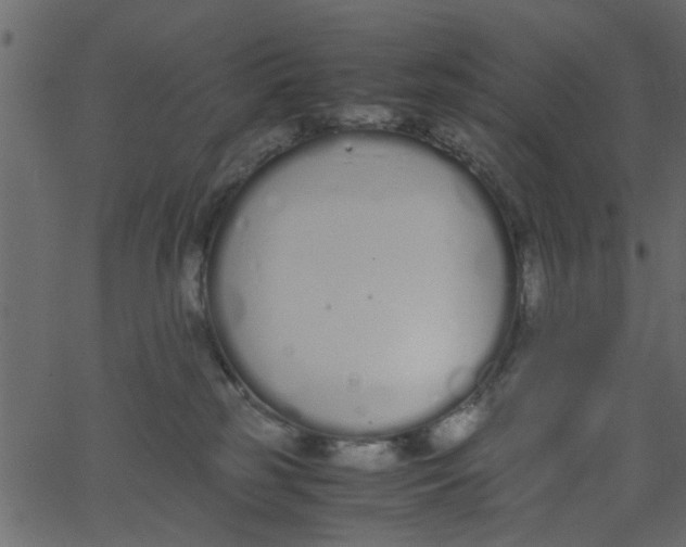 X0000062670185200601111253