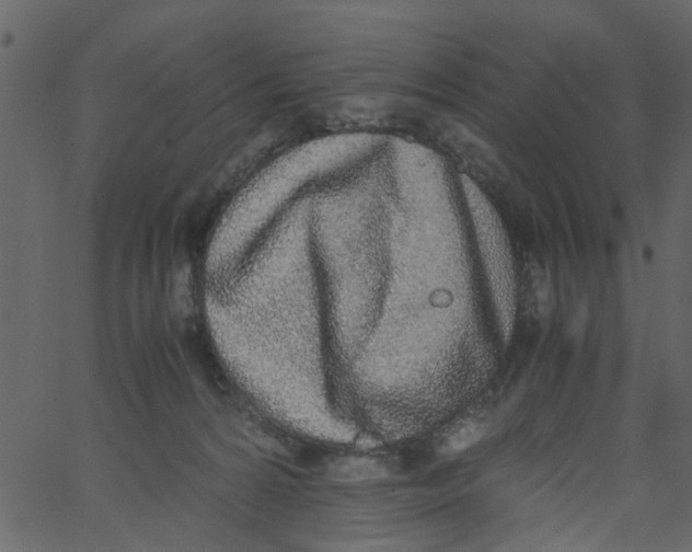 X0000062670224200601111252