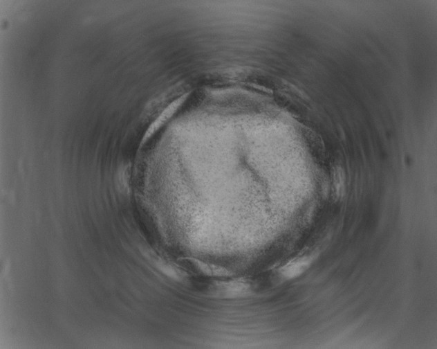 X0000062670286200601111252