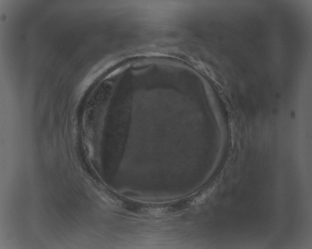 X0000062670295200601111251