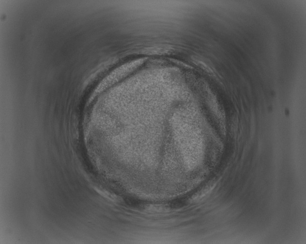 X0000062670303200601111251