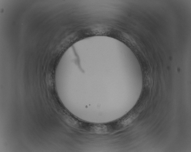 X0000062670317200601111251