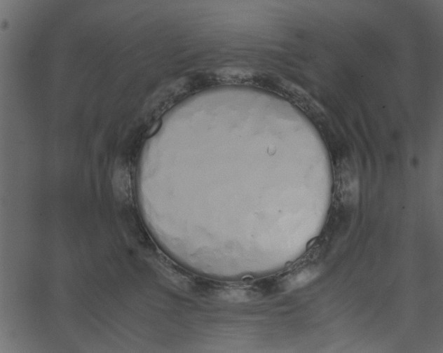 X0000062670523200601111247