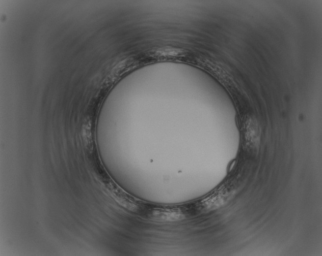 X0000062670559200601111247