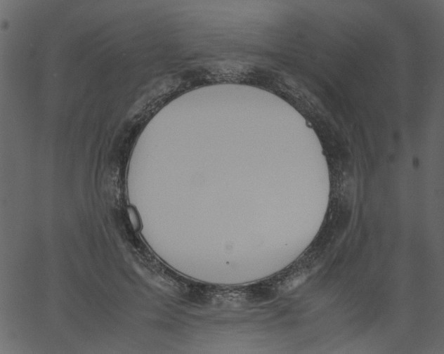 X0000062670599200601111246