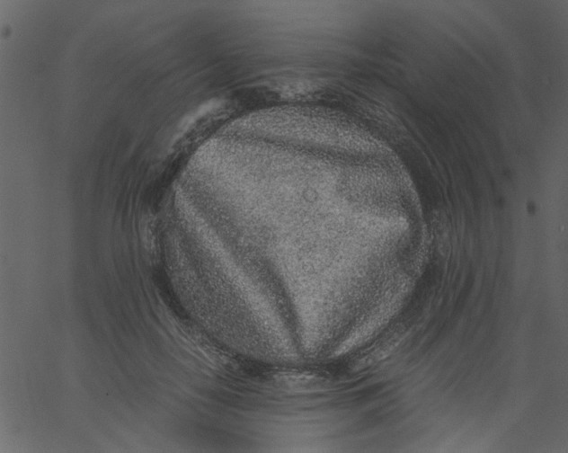 X0000062670650200601111245