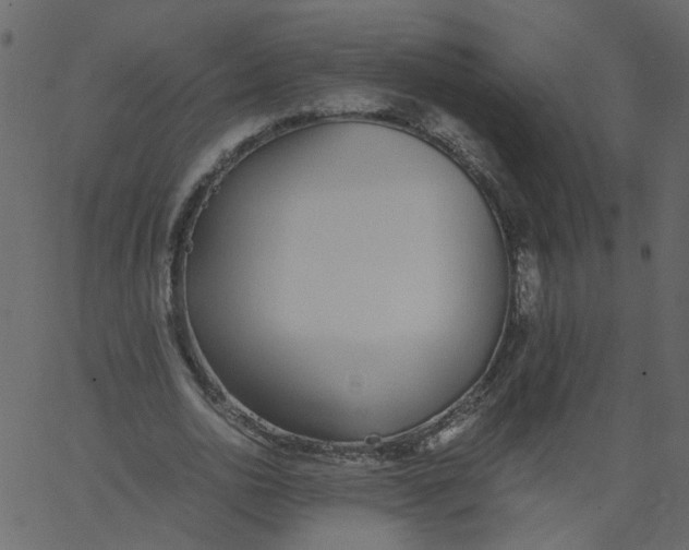 X0000062670726200601111243