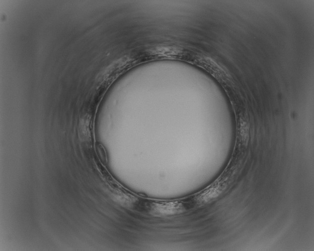 X0000062670757200601111244