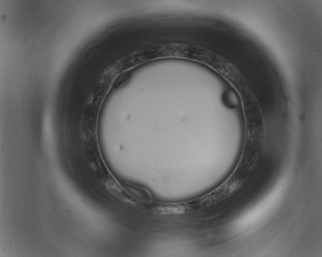 X0000062670765200601111244