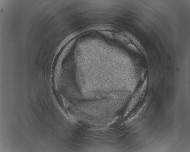 X0000062670853200601111242