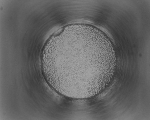 X0000062670998200601111239