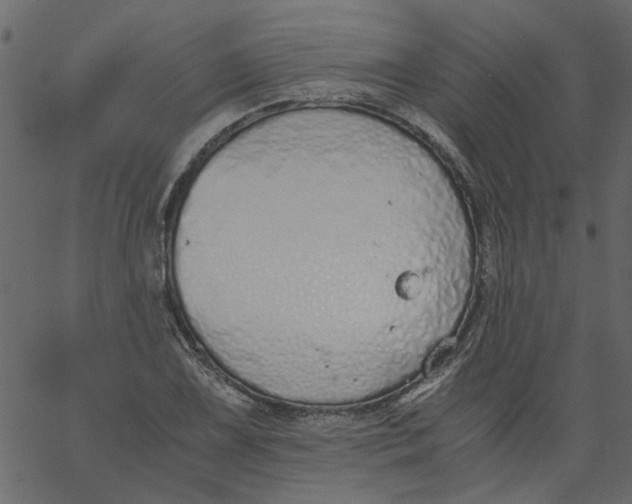 X0000062671075200601111238