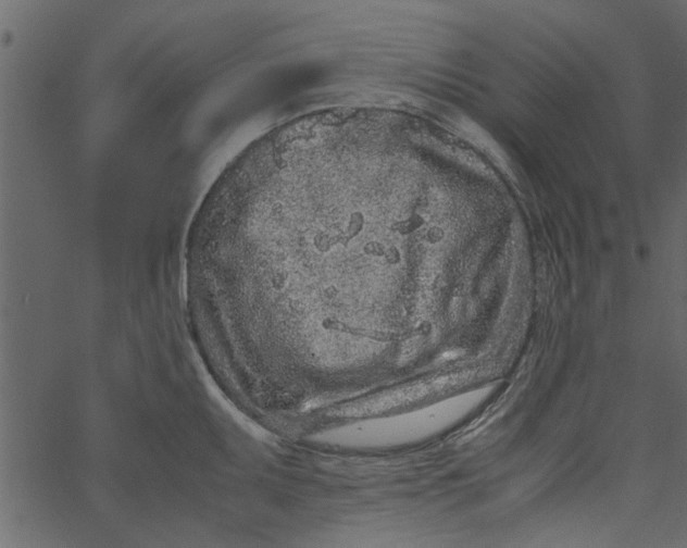 X0000062671095200601111238