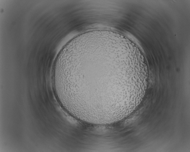 X0000062671098200601111237