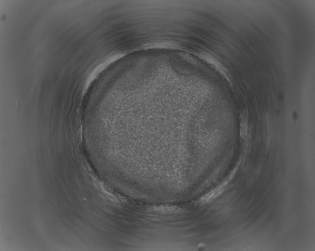 X0000062671117200601111237