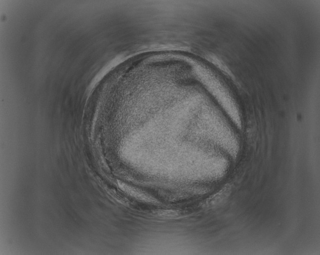 X0000062671173200601111236