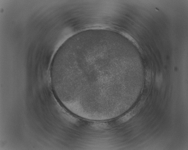 X0000062671466200601111231