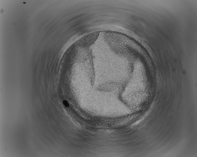 X0000062671529200601111231