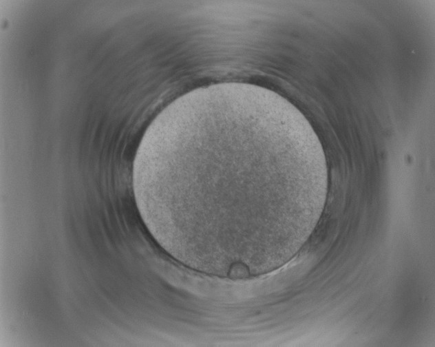 X0000062670048200601181911